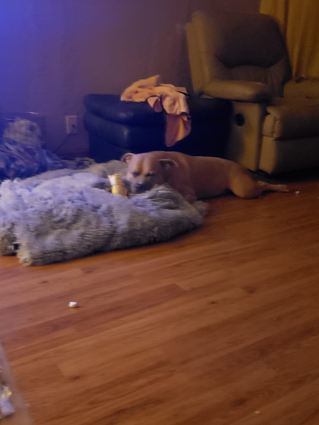 Customer photo review of PawProtect