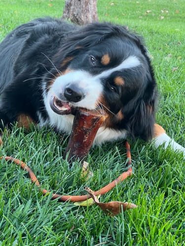 Customer photo review of The Essential Treat Pack