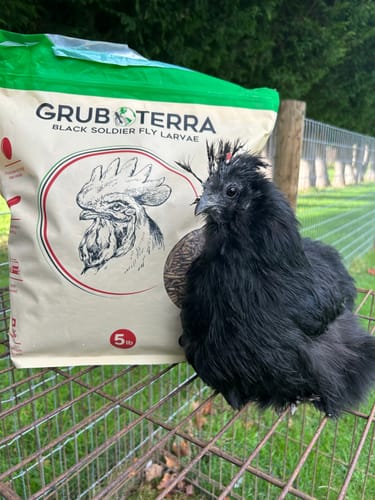 Customer photo review of GrubTerra Dried Black Soldier Fly Larvae