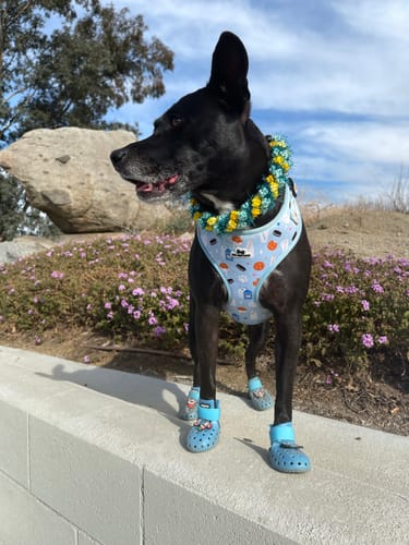 Customer photo review of WagWellies® Mojave