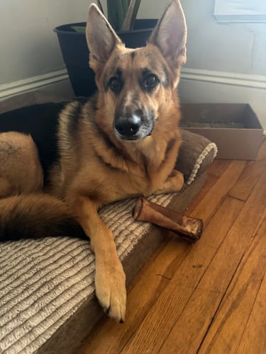 Customer photo review of Smoked Beef Marrow Bone