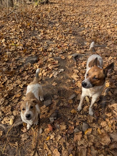 Customer photo review of FurLife™ 8 Months Flea and Tick Free