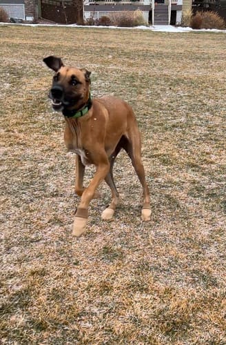 Customer photo review of All Weather Dog Booties - Doccasins - 1 pair