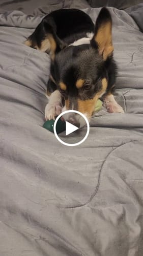 Customer video review of STRAWBERRY YAK CHEWS