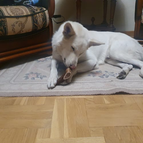 Customer photo review of Bois de cerf entier - Mastication profonde pour Chiens