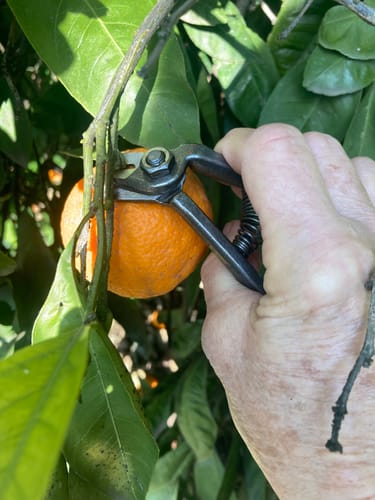 Customer photo review of Sunkist Lemon Clipper