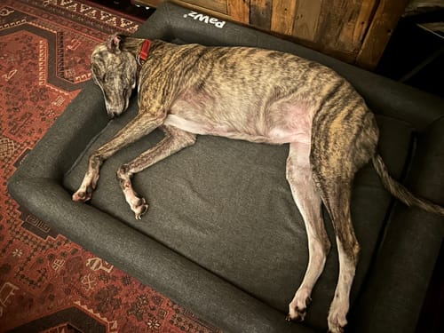 Customer photo review of PaWz Premium Memory Foam Calming Dog Bed