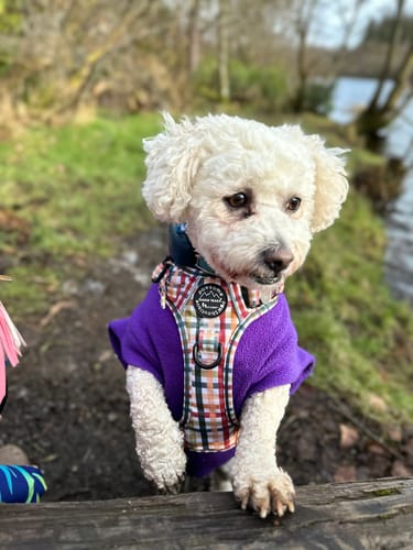 Customer photo review of Tough Trails™ Harness - Plaid Pup