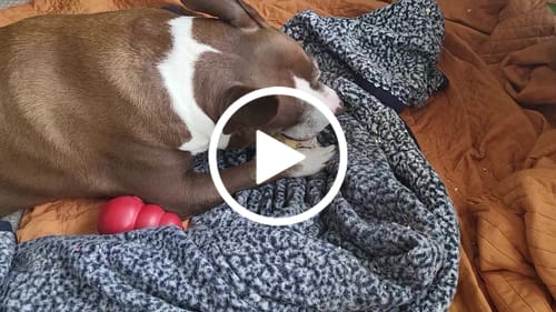 Customer video review of Ostrich Hip Bone. Long-lasting, Natural Dog Gnaw Treat by Savannah Pet Food