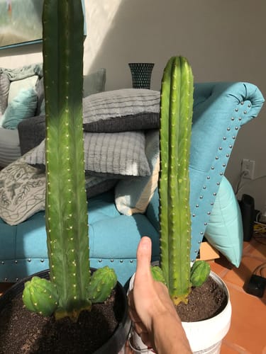 Customer photo review of San Pedro Cactus | Echinopsis (Trichocereus) pachanoi