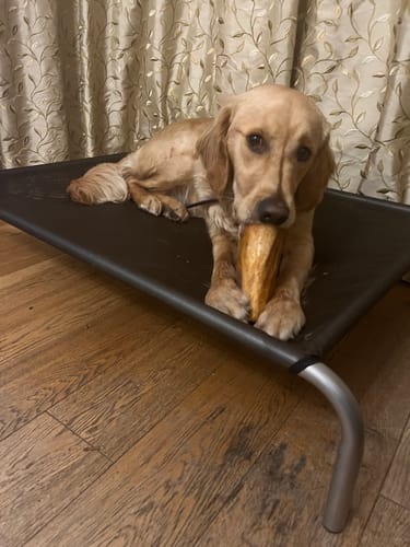 Customer photo review of 25% OFF HiK9 Bed with Chocolate Mesh Cover