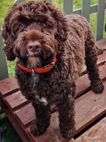 Customer photo review of Vegan Leather Dog Collar - Coral