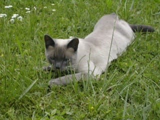 Avis photo d'un client sur Pâtée Chat Stérilisé Sans Céréales - Poisson Blanc