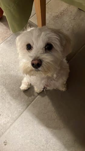 Customer photo review of No.3 GLOW – HAUT- UND FELLGESUNDHEIT HUND