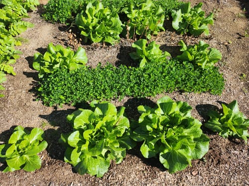 Customer photo review of One Kilo Slow Bolt Napa Cabbage Seeds