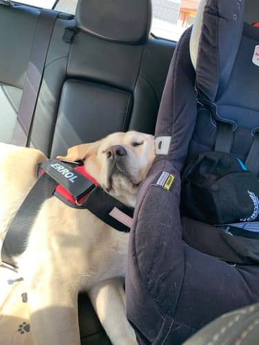 Customer photo review of No Pull Dog Harness Australia
