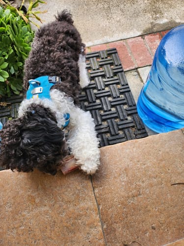 Customer photo review of Ostrich Chunky Bones. Long-lasting, Natural Dog Gnaw Treat by Savannah Pet Food