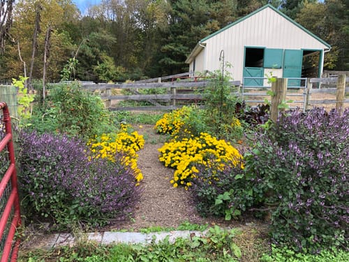 Customer photo review of Lemon Drop French Marigold Seeds