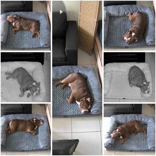 Customer photo review of PaWz Premium Pet Sofa Bed