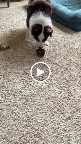 Customer video review of Ostrich Knuckle. Long-lasting, Natural Dog Gnaw Treat by Savannah Pet Food