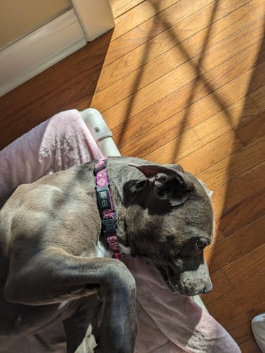 Customer photo review of Purple