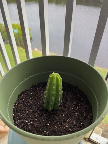 Customer photo review of San Pedro Cactus | Echinopsis (Trichocereus) pachanoi