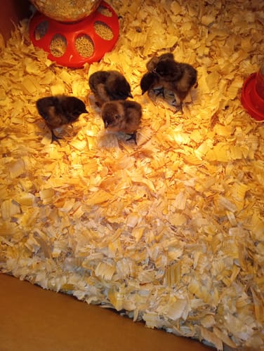 Customer photo review of GFF Line Ayam Cemani Chick (Unsexed)