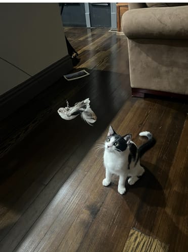 Customer photo review of Replacement Wire + Base (Interactive Bird Simulation Cat Toy)