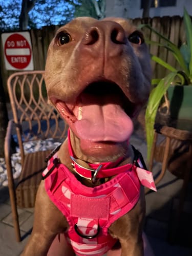 Customer photo review of 2MBH Harness Exchanges