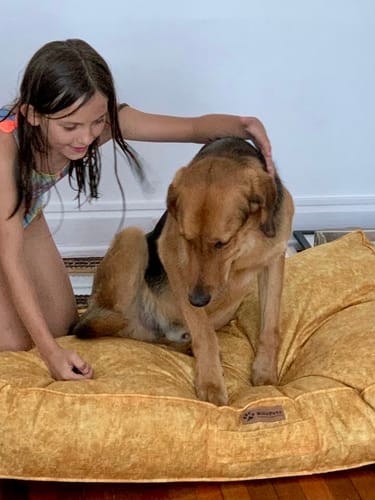 Customer photo review of Cama Para Perro Modelo Origen Kuapets golden