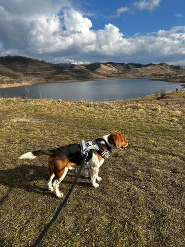 Customer photo review of Tough Trails™ Harness - Country Thyme