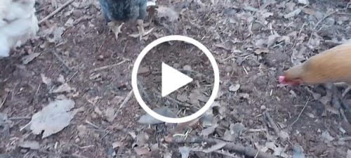 Customer video review of GrubTerra Dried Larvae