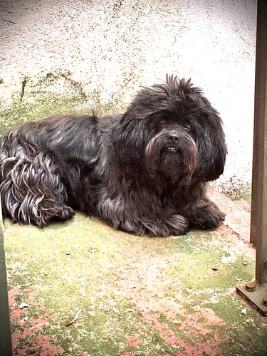 Customer photo review of Collier Anti Aboiement PuppySafe