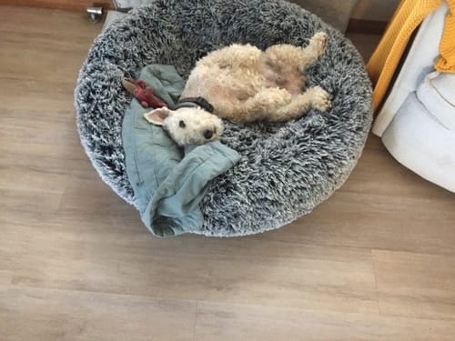 Customer photo review of PaWz Premium Calming Pet Bed with Removable Cover