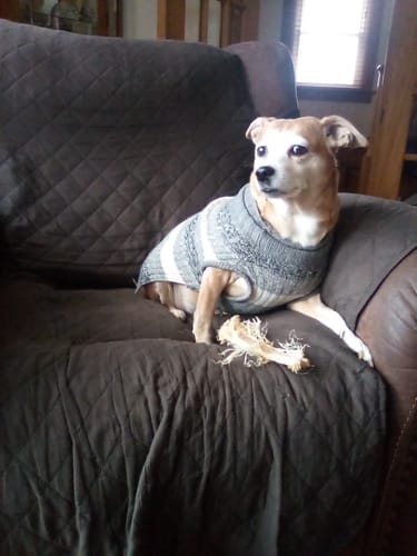 Customer photo review of Chewy Ostrich Flat Tendon. Long-lasting, Natural Dog Chew Treat by Savannah Pet Food