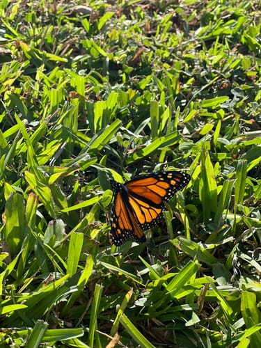 Customer photo review of Classic Live Monarch Butterfly Chrysalis Box
