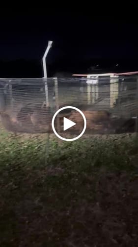 Customer video review of Pig Brig Trap System