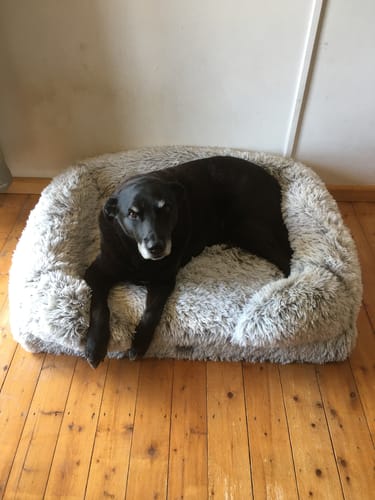 Customer photo review of PaWz Premium Pet Orthopaedic Bed