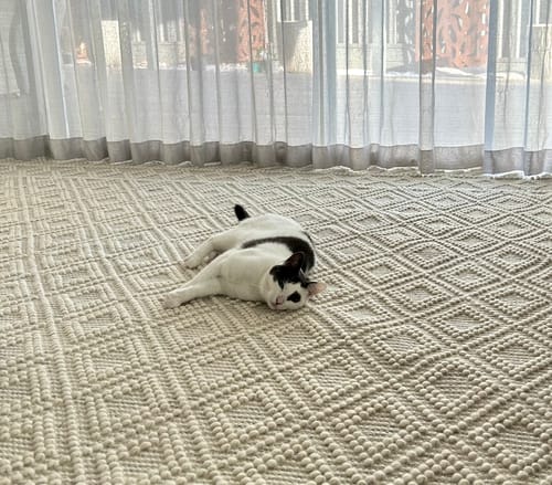 Customer photo review of Perla Ada Grey Rug
