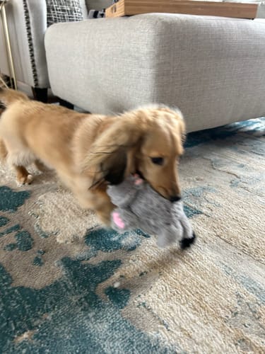 Customer photo review of Furry Friends Plush Toys