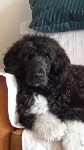 Customer photo review of Specific Dog CKD Heart & Kidney Support (12 Kg)