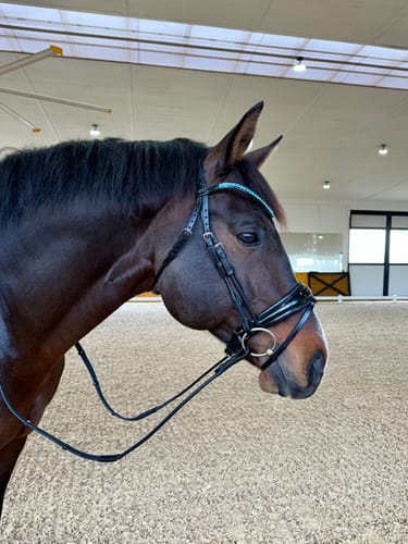 Customer photo review of Tourmaline Snaffle