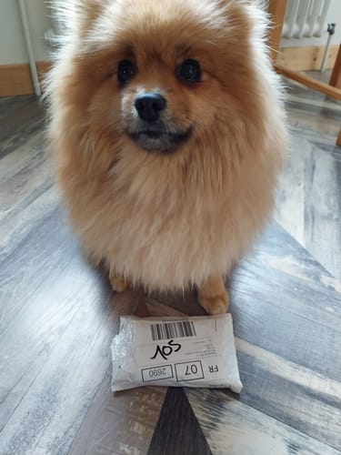 Customer photo review of Collier Luxueux pour Chien Personnalisé