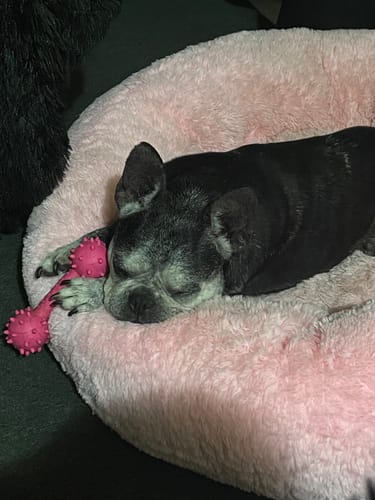 Customer photo review of Cama Antiestrés Para Perros
