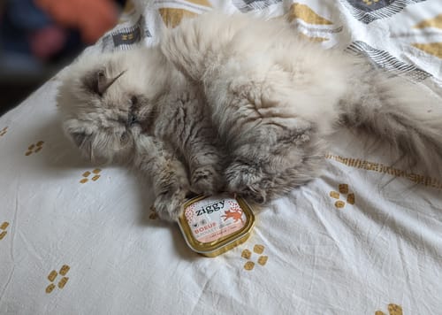 Avis photo d'un client sur Pâtée Chat Entier Sans Céréales - Boeuf