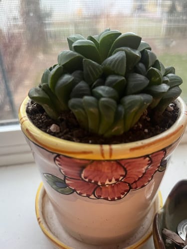 Customer photo review of Haworthia Retusa