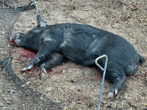 Customer photo review of Pig Brig Trap System