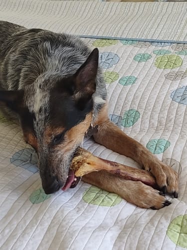 Customer photo review of Ostrich Cane (Medium) . Long-lasting, Natural Dog Gnaw Treat by Savannah Pet Food