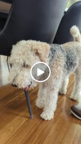 Customer video review of Groovy Flex Silicone Felt Chair Leg Protectors | Stretchy Edition