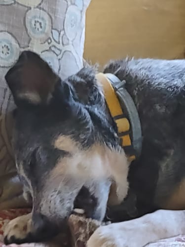 Customer photo review of Ostrich Knuckle. Long-lasting, Natural Dog Gnaw Treat by Savannah Pet Food